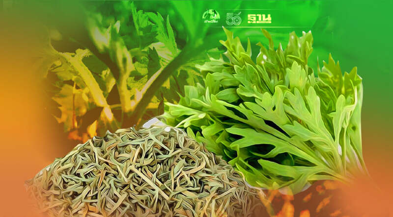 รู้จัก "โกฐจุฬาลัมภา" สมุนไพรยับยั้งโควิด -19