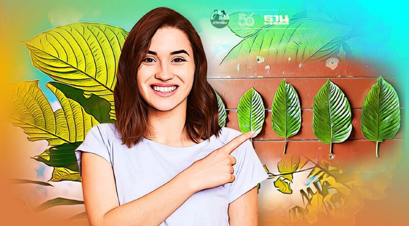 รู้จัก"ใบกระท่อม"(ว่าที่) พืชเศรษฐกิจใหม่