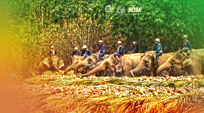 เชียงใหม่ช่วยช้างสู้โควิดปลูกหญ้าเนเปียร์93ไร่เป็นแหล่งอาหาร