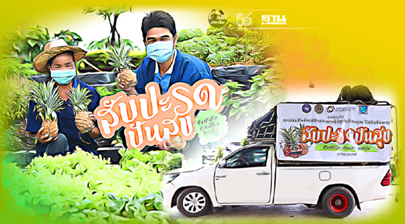 บางจาก ร่วม จ.เชียงราย ดัน “สับปะรดปันสุข” แก้ล้นตลาด บางจาก ร่วม จ.เชียงราย ดัน “สับปะรดปันสุข” แก้ล้นตลาด