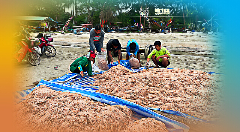 "เคย"มาแล้ว ประมงระยองเฮ ลากอวนคึกคักหน้าหาดสวนสน