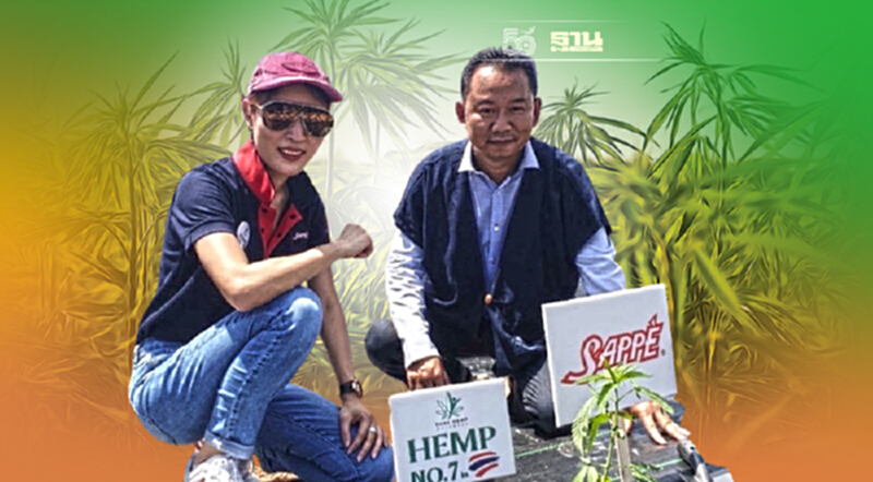 SAPPE ลงแปลงปลูกกัญชงต้นแรก1,600 ไร่เตรียมปล่อยสินค้า CBD เขย่าตลาด SAPPE ลงแปลงปลูกกัญชงต้นแรก1,600 ไร่เตรียมปล่อยสินค้า CBD เขย่าตลาด