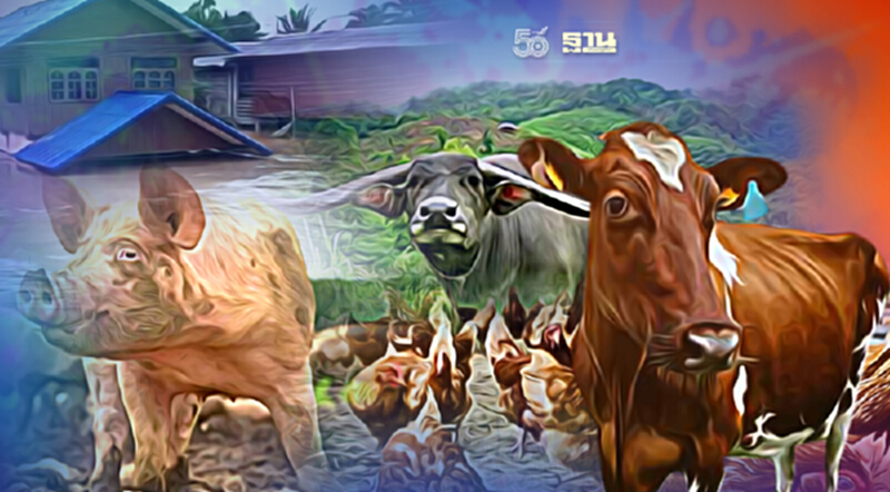 เช็คที่นี่ เกณฑ์เยียวยาเกษตรกรทำปศุสัตว์ น้ำท่วม-ภัยพิบัติ ได้เงินกี่บาท เช็คที่นี่ เกณฑ์เยียวยาเกษตรกรทำปศุสัตว์ น้ำท่วม-ภัยพิบัติ ได้เงินกี่บาท