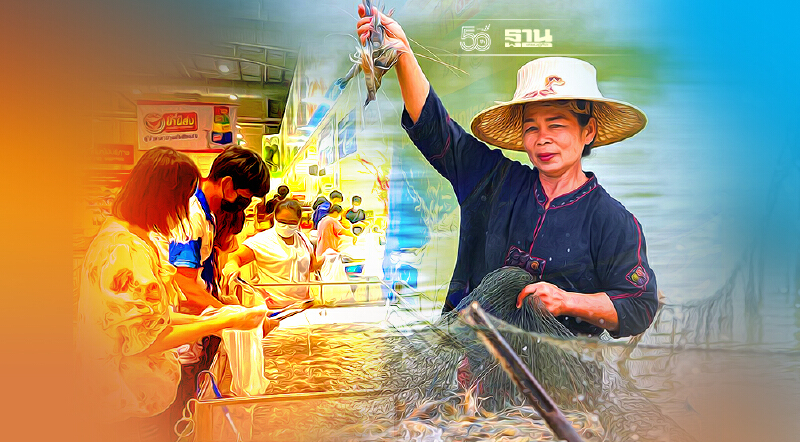 กุ้งกร้ามกรามกาฬสินธุ์ โอกาสในวิกฤติโควิด ส่งขายแม็คโครทั่วอีสาน