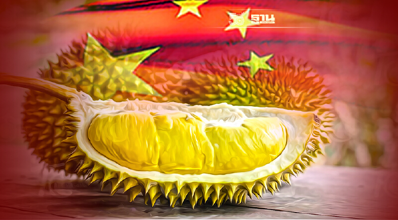 “หมอนทอง” รับมืออย่างไรเมื่อคู่แข่งรุกหนักชิงตลาดทุเรียนจีน