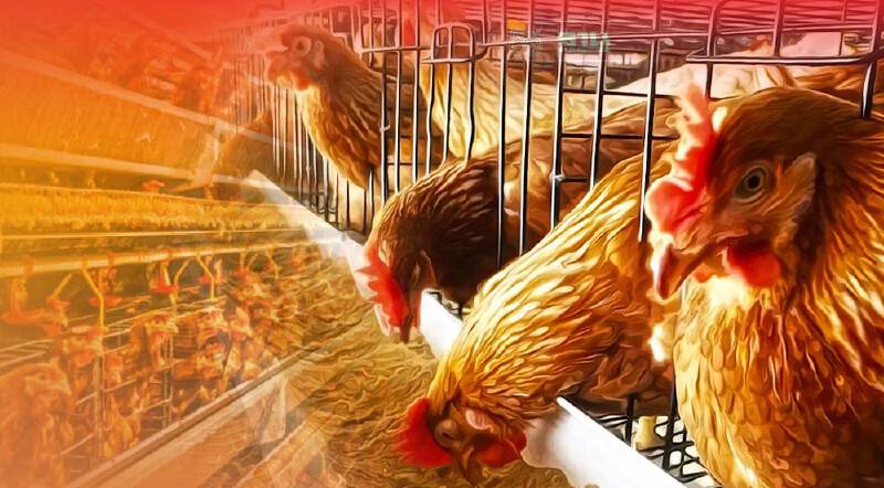 “กรมปศุสัตว์” จ่อใช้โรคระบาด ยกเลิกโควตานำเข้าพ่อแม่พันธุ์ไก่ไข่ ปี 65