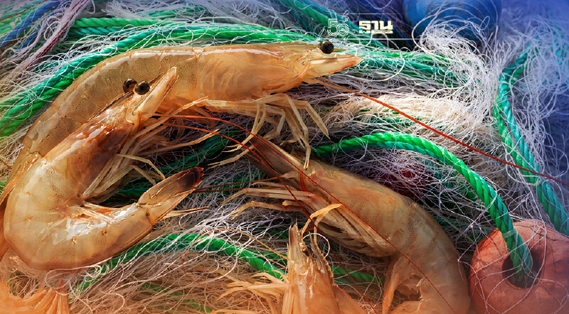 กรมประมงตั้งไข่ "บอร์ดกุ้ง" ชูแก้ปัญหาเกษตรกรต้นน้ำยันปลายน้ำ