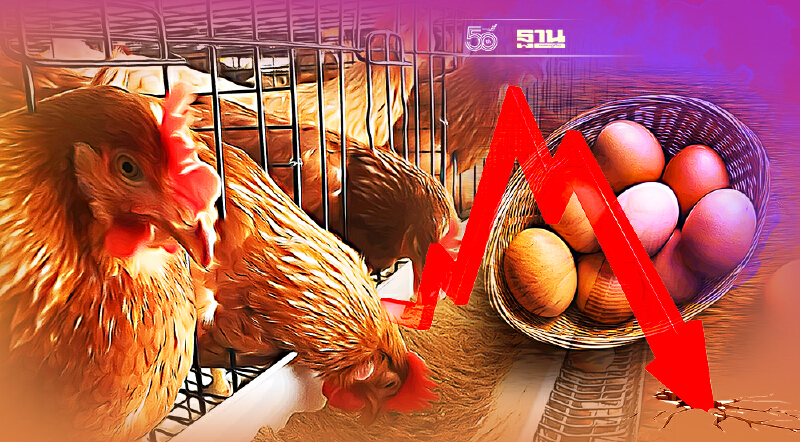 ผวา "กินเจ" ทุบราคาไข่ไก่ร่วง สั่งปลดแม่ไก่ ดันส่งออก