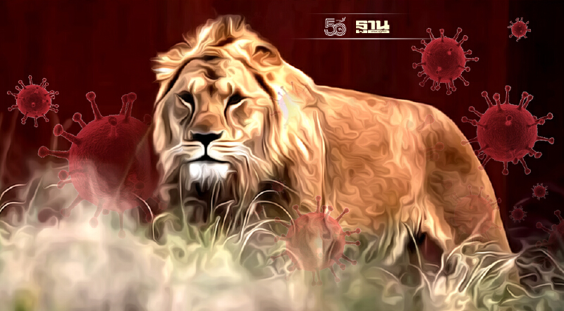 โควิดป่วนสวนสัตว์ “เสือ-สิงห์” สวนสมิธโซเนียนส่อติดยกคอก