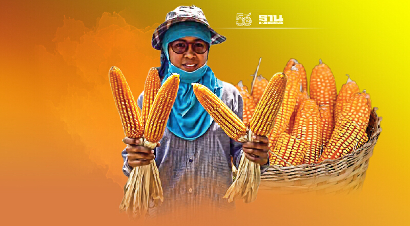 อาหารสัตว์-พ่อค้าแข่งซื้อของนอกแพง ดันราคาข้าวโพดพุ่งเป็นประวัติการณ์