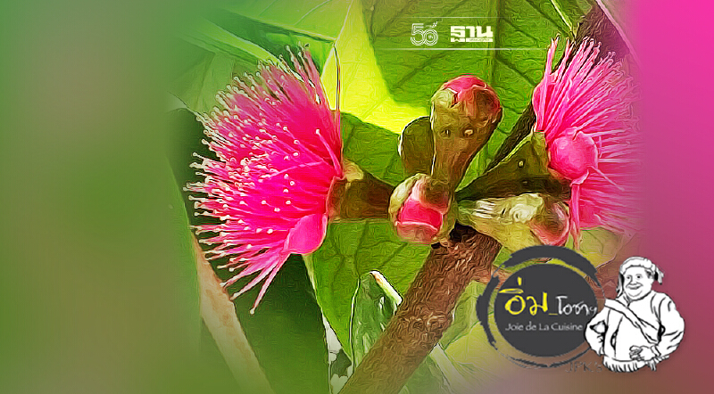 ยำเกสรชัมพู่หมูต้มฝาน