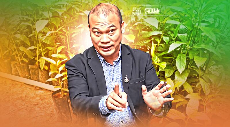 ออเดอร์ล้นทะลักขายต้นพันธุ์กระท่อม 200-400 บาท/ต้น เกลี้ยง