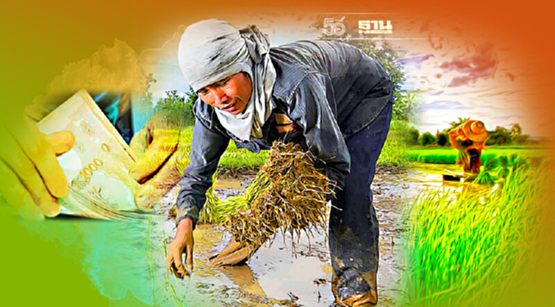 เช็คสิทธิประกันรายได้ข้าว ปี 3 คลิก www.farmer.doae.go.th เช็คสิทธิประกันรายได้ข้าว ปี 3 คลิก www.farmer.doae.go.th