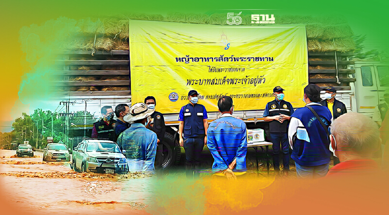 กรมปศุสัตว์ มอบหญ้าพระราชทานแก่เกษตรกรน้ำท่วม จ.เพชรบูรณ์