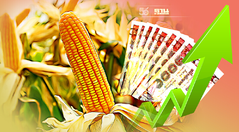 "ซีพีเอฟ" ซื้อดันราคาข้าวโพดเลี้ยงสัตว์ 11.10 บาท/กก. สูงสุดในรอบ 13 ปี