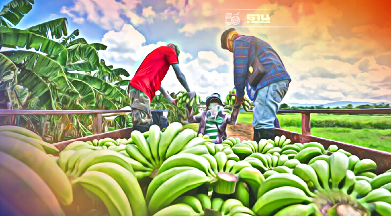 “สิงห์ปาร์ค” เปิดPre-order “กล้วยหอมทอง” เติมพอร์ตผลไม้เกรดพรีเมี่ยม