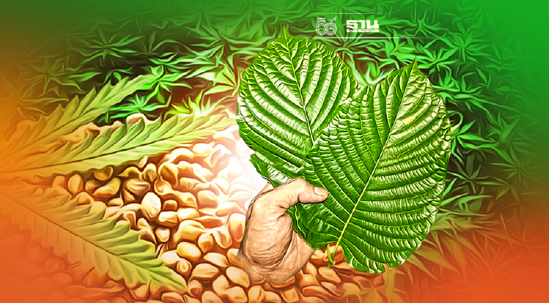 “กรมปศุสัตว์” ดันกัญชง-กัญชา-กระท่อม บุกธุรกิจอาหารสัตว์