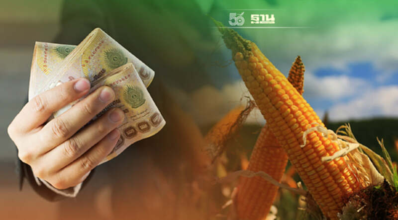 ประกันรายได้เกษตรกรข้าวโพดเลี้ยงสัตว์ เช็คเงื่อนไข ระยะเวลาโครงการที่นี่ ประกันรายได้เกษตรกรข้าวโพดเลี้ยงสัตว์ เช็คเงื่อนไข ระยะเวลาโครงการที่นี่