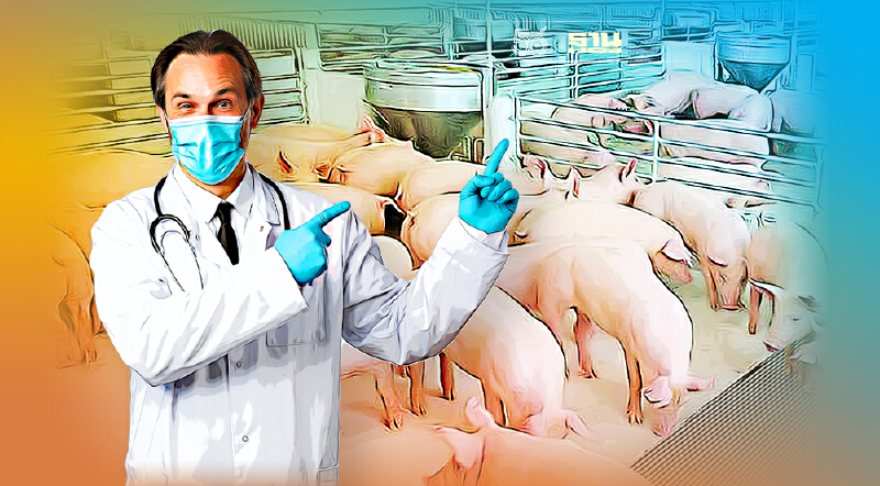ข่าวดี “สหรัฐเมริกา”  กำลังพัฒนาวัคซีนสำหรับโรค ASF