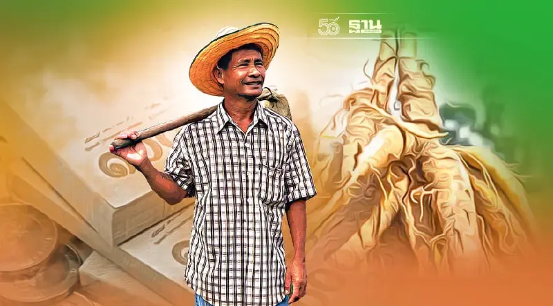 ประกันรายได้เกษตรกร ปลูกมันสำปะหลังปี 64/65 สรุปเกณฑ์ เงื่อนไขครบที่นี่