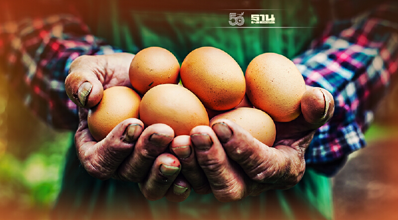 ดราม่าเดือด  นโยบายแจกไข่ไก่ ทำลายระบบตลาด