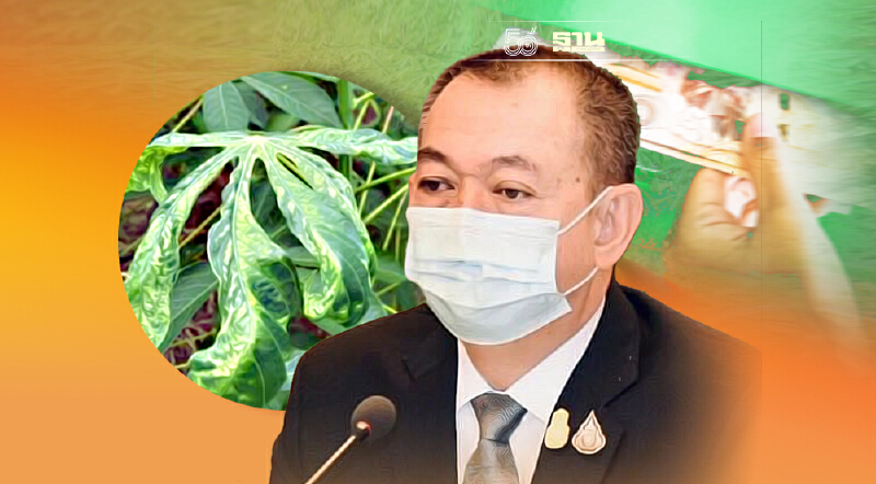 โอนครบแล้ว เยียวยาเกษตรกร จ่ายค่าชดเชยใบด่างมันสำปะหลัง 28 จังหวัด 