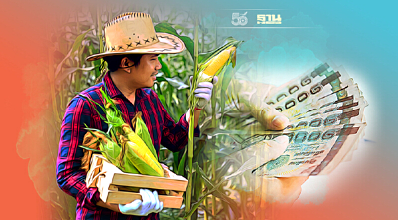 เช็คที่นี่ ประกันรายได้เกษตรกร ข้าวโพดเลี้ยงสัตว์ปี 64/65 เช็คที่นี่ ประกันรายได้เกษตรกร ข้าวโพดเลี้ยงสัตว์ปี 64/65