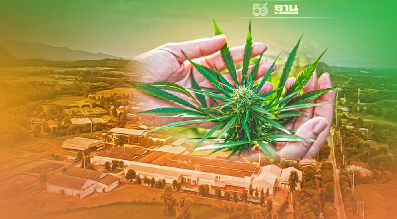 GTG เตรียมส่งดอกกัญชง – CBD ป้อนตลาดล็อตแรกธันวาคมนี้