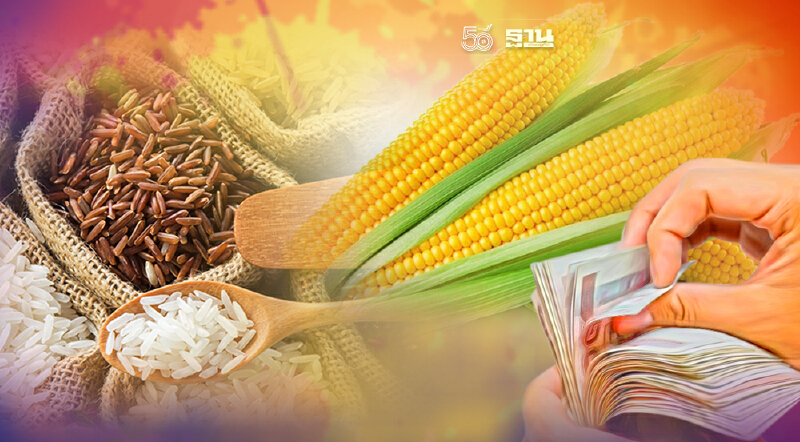 ไทยส่งออกข้าวโพดไปมาเลย์ฯ ฟันกำไร 12 บาท/กก.