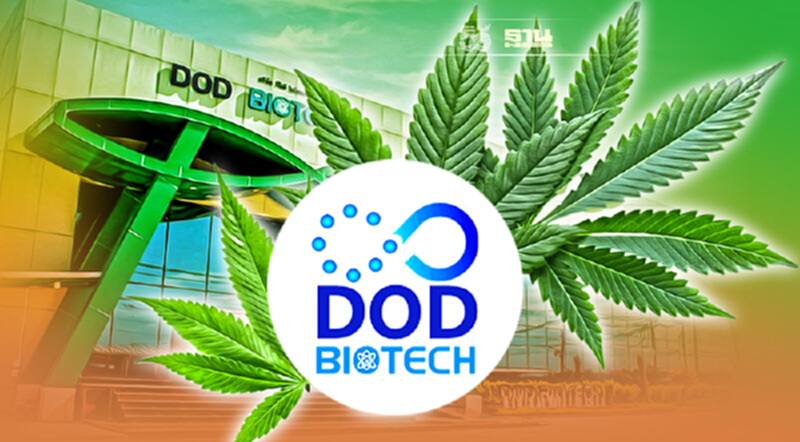 DOD เล็งสยายปีกกัญชง-กัญชา-พืชกระท่อม ครบวงจร DOD เล็งสยายปีกกัญชง-กัญชา-พืชกระท่อม ครบวงจร