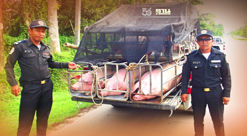เตือน เคลื่อนย้ายหมู หมูป่า ซากสัตว์ ต้องขออนุญาตก่อน