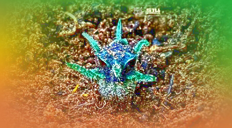 ตะลึง"พิศวงตานกฮูก" ไม้จิ๋วสุดคิวท์  คนแห่ส่องที่ดอยหัวหมด"อุ้มผาง"