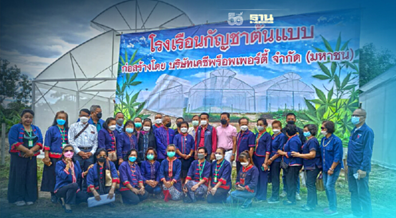 "เค.ซี."ผนึกสถาบันพัฒนาฯ หนุนวิสาหกิจชุมชน ปลูกกัญชาทางการแพทย์ระบบอีแวป "เค.ซี."ผนึกสถาบันพัฒนาฯ หนุนวิสาหกิจชุมชน ปลูกกัญชาทางการแพทย์ระบบอีแวป