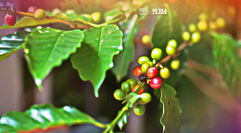 “กาแฟออร์แกนิคจากดินภูเขาไฟ” ความพิเศษที่รอคอฟฟี่เลิฟเวอร์พิสูจน์