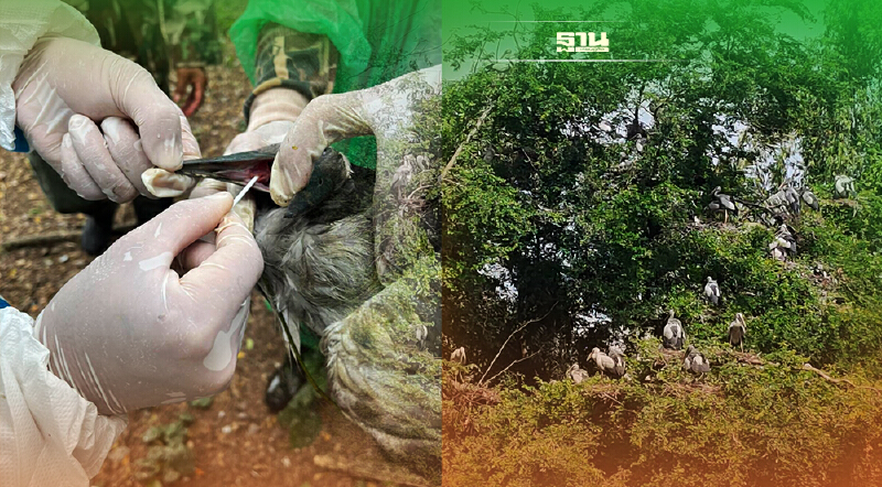 “ญี่ปุ่น” พบไข้หวัดนกระบาดครั้งแรกในประเทศ