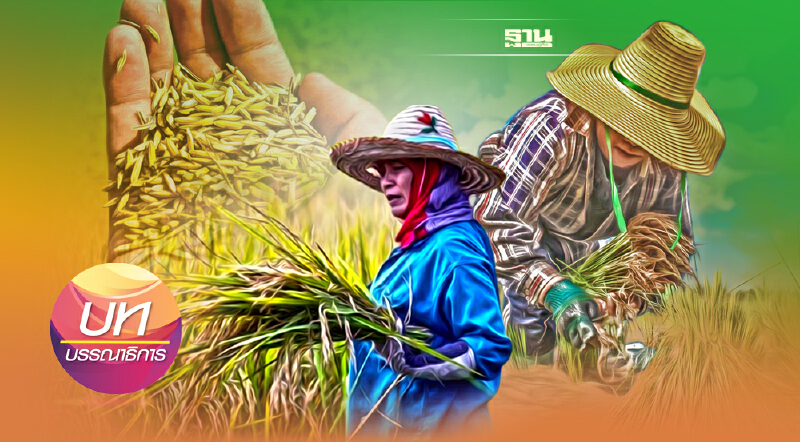 ข้าวตกต่ำ ต้องใช้หลากหลายวิธีแก้