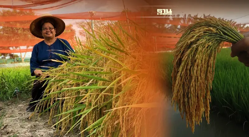 สวก. เปิดตัว พันธุ์ข้าวใหม่ “หอมแม่โจ้ 9”