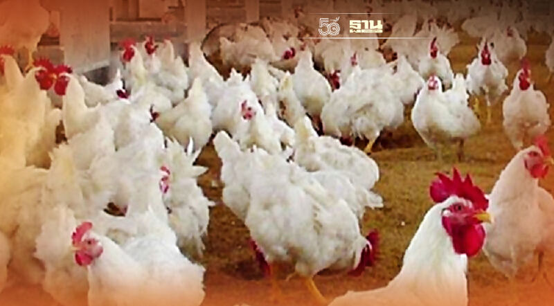 ผู้เลี้ยงไก่พันธุ์วอนรัฐช่วย แบกต้นทุนอ่วม วัตถุดิบอาหารสัตว์พุ่งปรี๊ด