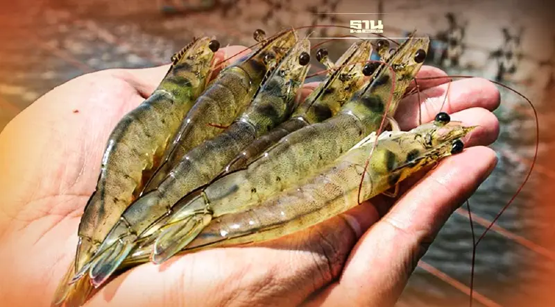 กุ้งไทยยืนหนึ่งด้วยคุณภาพ“กรมประมง” ควรหนุนเกษตรกร-อุตฯกุ้งอย่างยั่งยืน