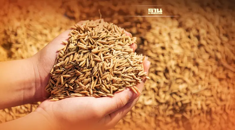 “ซีพีเอฟ”ซื้อข้าวผลิตอาหารสัตว์เพิ่ม ช่วยเหลือชาวนา หลังราคาตกต่ำ