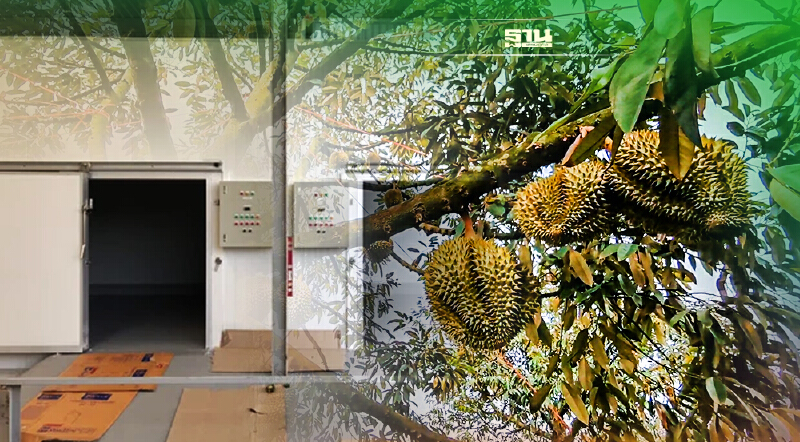 อีอีซี.จับมือปตท.ลุยตั้งห้องเย็นเก็บทุเรียน4,000ตันแก้ราคาตก