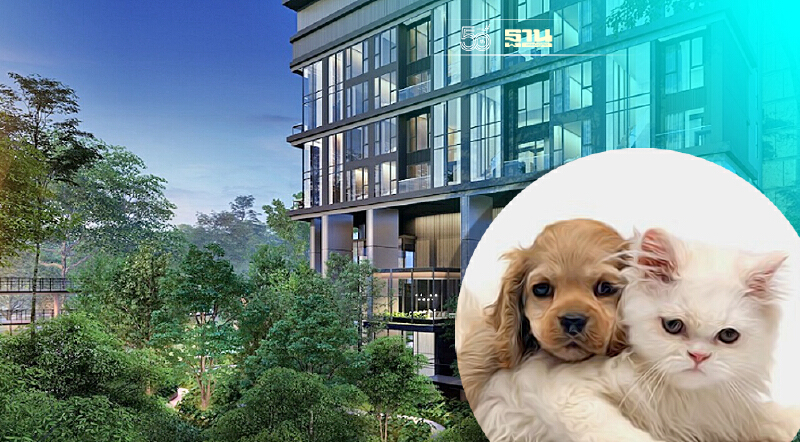 ทาสสุนัข-แมวตาลุก แมกโนเลีย เปิดตัวคอนโดสำหรับเลี้ยงสัตว์