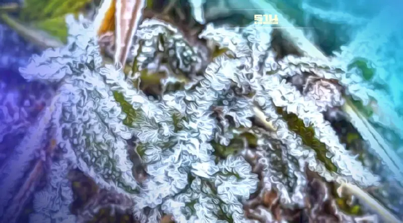 ดอยอินทนนท์หนาวมาก! อุณหภูมิ 4 องศา เกิดเหมยขาบ