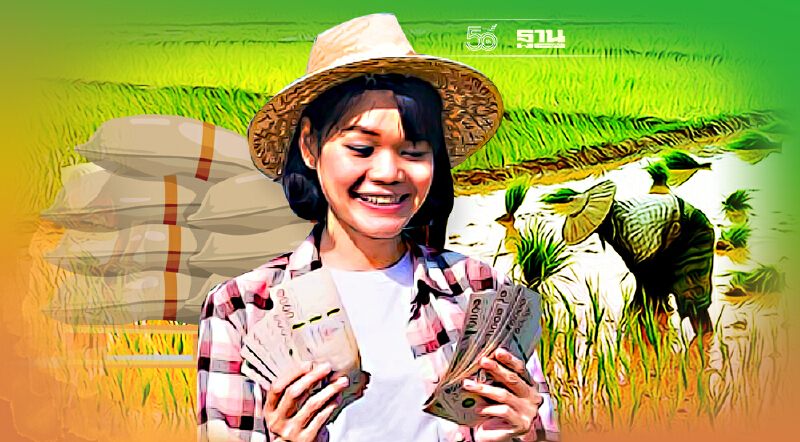 เช็คเงื่อนไข ประกันรายได้ข้าว 5 ชนิด รับเงิน 9 พ.ย.นี้