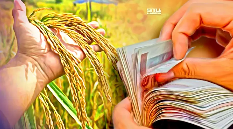 ด่วน “ประกันรายได้ข้าว”  งวด 7  เช็กที่นี่