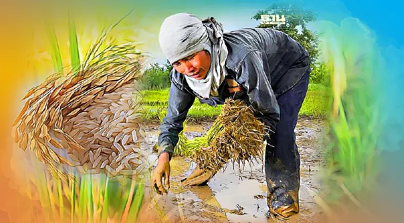 ส่งออกข้าวไทย 10เดือนเพิ่ม1.3% อานิสงส์บาทอ่อน ส่งออกข้าวไทย 10เดือนเพิ่ม1.3% อานิสงส์บาทอ่อน