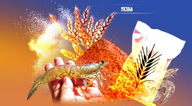 เปิดชื่อ 6 บริษัทอาหารสัตว์รัฐเว้นมาตรการ 1:3 นำเข้าข้าวสาลี 2 แสนตัน