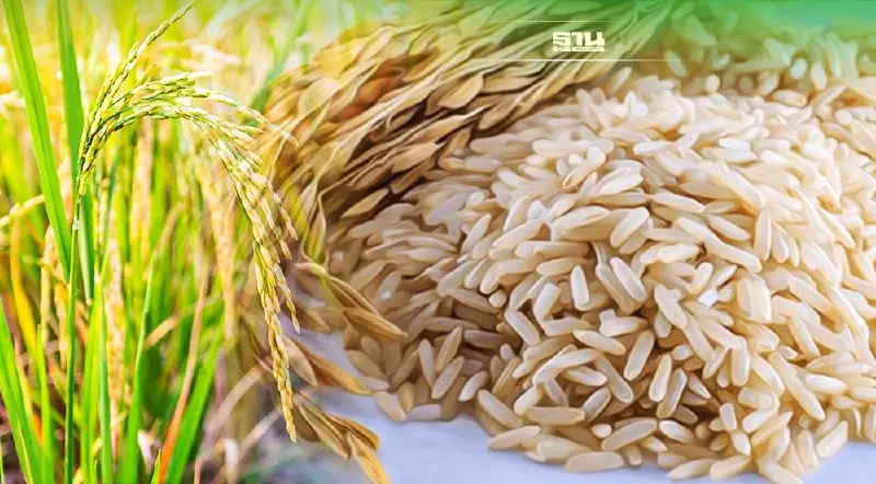 เอกชนแห่ขอใบอนุญาตส่งออกข้าวพุ่ง มั่นใจทั้งปีส่งออกข้าวได้6ล้านตัน