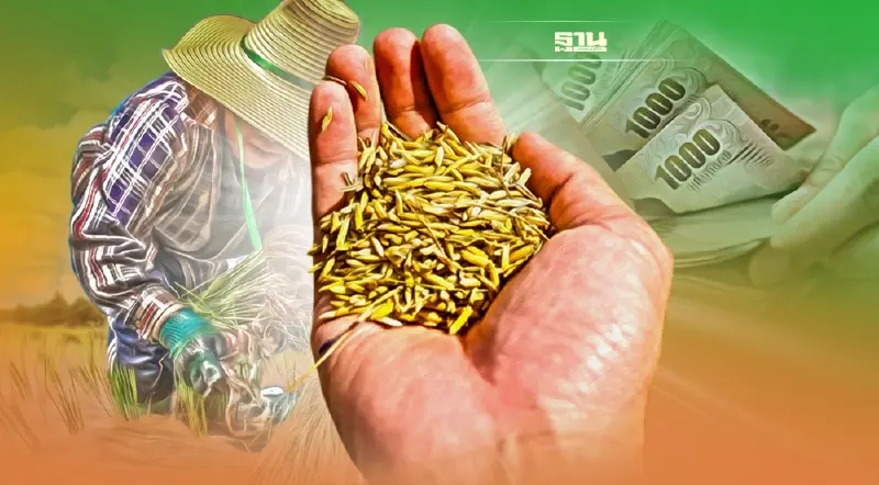 ประกันรายได้ข้าว เคาะจ่ายส่วนต่างงวด 10  “ข้าวเปลือกหอมมะลิ” รับสูงสุด