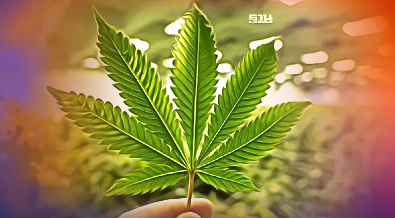 ชี้ทางรอดอุตสาหกรรมกัญชง "ต้องลงทุนทั้งซัพพลายเชน"